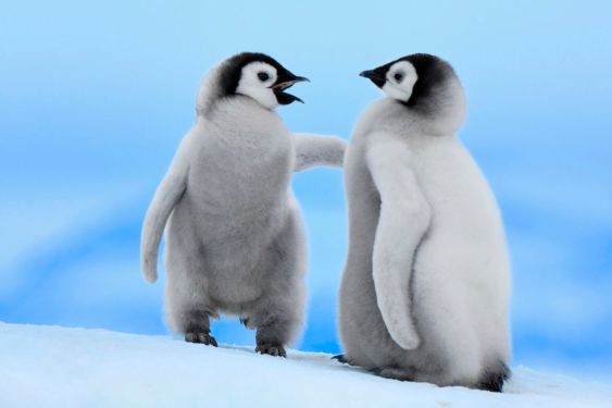 penguins